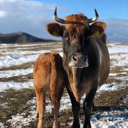 The Of History - Anno 1830 Hotel 4*